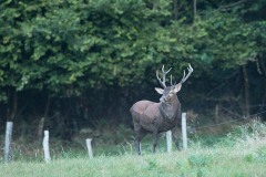 Cerf élaphe