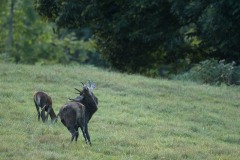 Cerf élaphe