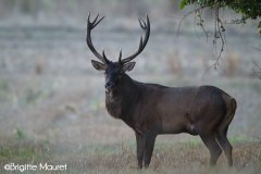 Cerf élaphe