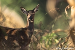 Cerf élaphe femelle