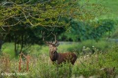 Cerf élaphe