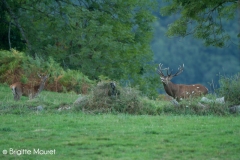 Cerf élaphe