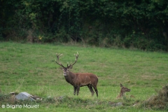 Cerf élaphe