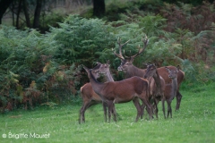 Cerf élaphe