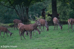 Cerf élaphe