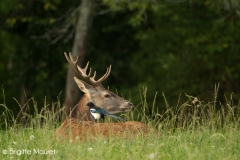 Cerf élaphe