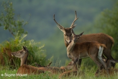 Cerf élaphe