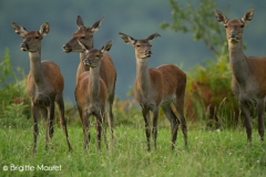 Cerf élaphe