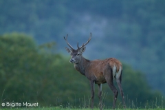 Cerf élaphe