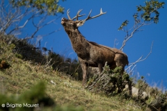 Cerf élaphe