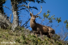 Cerf élaphe