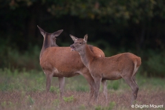 Cerf élaphe