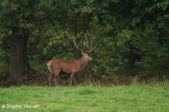 Cerf élaphe