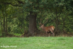 Cerf élaphe