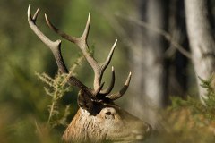 Cerf élaphe