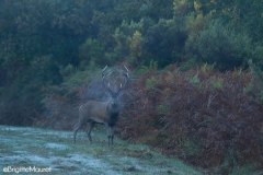 Cerf élaphe