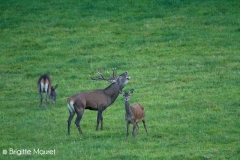 Cerf élaphe