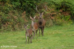 Cerf élaphe