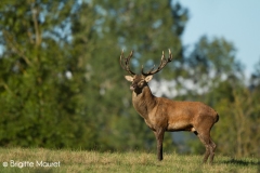 Cerf élaphe