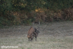 Cerfs élaphes