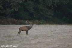 Cerf élaphe