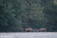 Cerfs élaphes