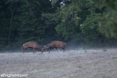 Cerfs élaphes