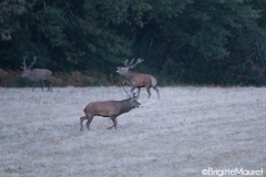 Cerf élaphe