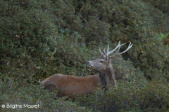 Cerf élaphe