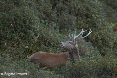 Cerf élaphe