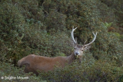 Cerf élaphe