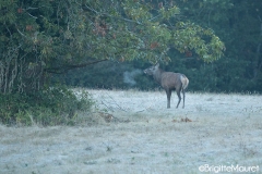 Cerf élaphe