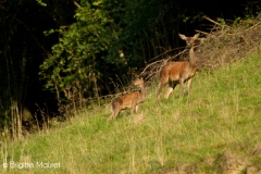 Cerf élaphe