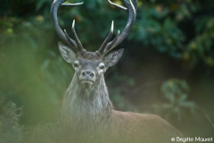 Cerf élaphe