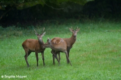 Cerf élaphe