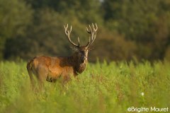 Cerf élaphe