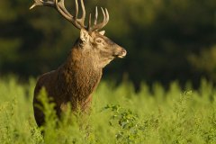 Cerf élaphe