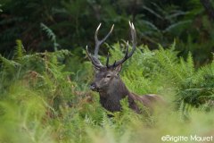 Cerf élaphe