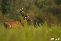 Cerf élaphe