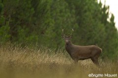 Cerf élaphe