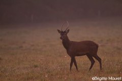 Cerf élaphe daguet