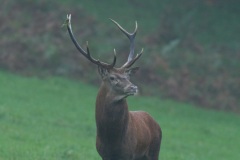 Cerf élaphe