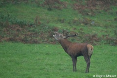 Cerf élaphe