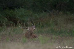 Cerf élaphe