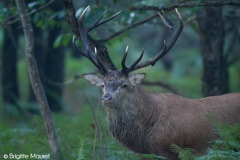 Cerf élaphe