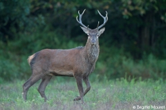 Cerf élaphe