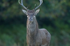 Cerf élaphe
