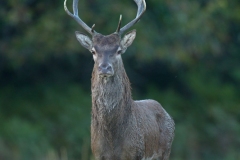 Cerf élaphe