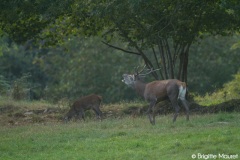 Cerf élaphe