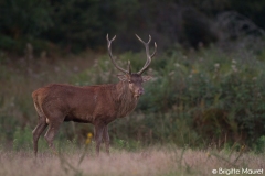 Cerf élaphe